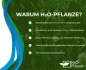 Mobile Preview: Wasserhahnenfuß - Ranunculus aquatilis, darum H2O-Pflanze